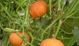 老人吃瓜素材,探寻老人生活中的甜蜜时光