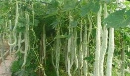 蛇瓜需要晚上吃吗,揭秘最佳食用时间与营养吸收