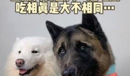 狗头瓜月子怎么吃,营养滋补，助力产后恢复