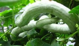 蛇瓜需要晚上吃吗,揭秘最佳食用时间与营养吸收