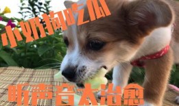 狗可以吃小圆瓜吗怎么吃,小圆瓜的食用指南