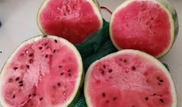 吃货吃无籽麒麟瓜,吃货们的夏日美味新宠