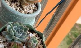 旺财吃瓜吃瓜 朋友圈,朋友圈里的欢乐时光