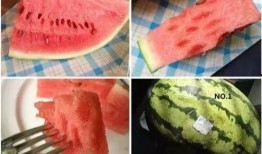 木木墩吃瓜,木木墩的瓜田奇遇记