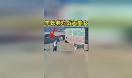 羊圈吃瓜版,揭秘羊群中的趣味生活与智慧互动