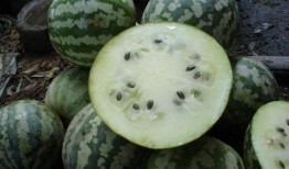 蛇型瓜怎么吃,蛇型瓜的独特食用方法与美味体验