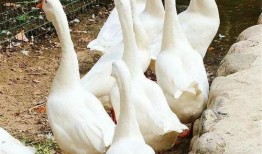 吃瓜幸运鹅完结,一场甜蜜的瓜田奇遇记