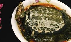 甲鱼会吃瓜了吗,学会吃瓜的奇妙转变