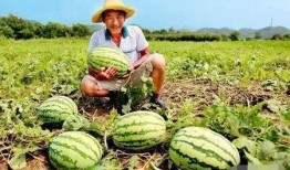 瓜农翻车路上吃瓜视频,这瓜太香了！