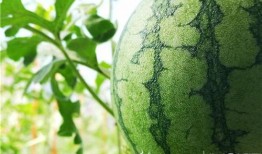 莲花楼阿飞吃瓜,揭秘莲花楼背后的神秘瓜界风云