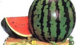 吃瓜的影响,揭秘网络舆论的蝴蝶效应