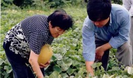 农村夫妇吃瓜,农村夫妇的甜蜜生活瞬间