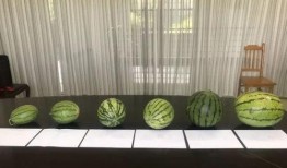 苏州人民吃瓜,品味姑苏城里的夏日清凉