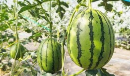 吃瓜的推文,娱乐圈最新八卦事件深度解析