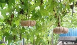 落地镜吃瓜,揭秘娱乐圈幕后故事