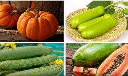立秋吃瓜图片大全,探寻传统美食文化的魅力