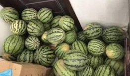 秀山吃瓜事件视频,一场引发热议的街头冲突瞬间