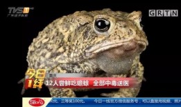 瓜弟弟吃癞蛤蟆