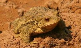 瓜弟弟吃癞蛤蟆