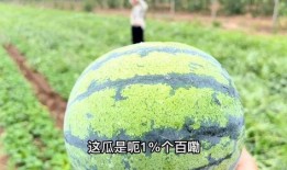 小沙子吃瓜,揭秘瓜界那些事儿