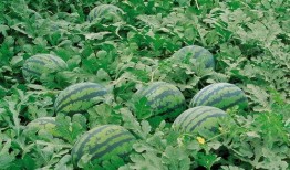 横枝岗吃瓜,探寻乡村美食之旅