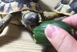 乌龟吃脆瓜吗,揭秘乌龟是否喜爱脆瓜