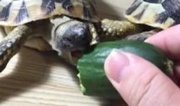 乌龟吃脆瓜吗,揭秘乌龟是否喜爱脆瓜
