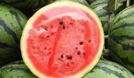 都有膜 吃瓜,探索都有膜的奇妙世界