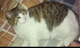 猫咪吃瓜现场,萌态百出，瓜果飘香