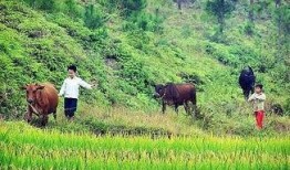 贵州小伙吃瓜放牛,田园生活诗意盎然