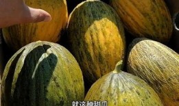 老年瓜怎么吃,老年瓜的多样食用方法与营养益处