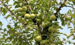 芦子瓜怎么吃,探索美味与营养的完美融合