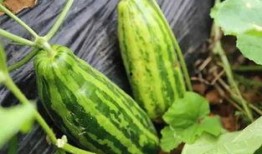 梦见摘双瓜吃瓜好不好呢,摘双瓜吃瓜的吉凶预兆