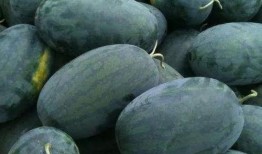 咸阳渭城区吃瓜,夏日炎炎，吃瓜解暑乐无边