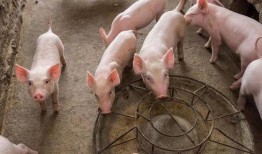 小猪不吃饲料只吃瓜,小猪弃食饲料偏爱瓜果的奇妙食趣