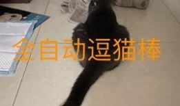 带你吃瓜补全小猫,揭秘小猫的趣味生活