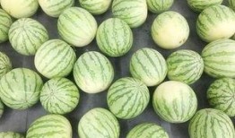 吃瓜问瓜,吃瓜问瓜，探寻明星幕后故事