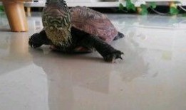 乌龟吃脆瓜吗,揭秘乌龟是否喜爱脆瓜