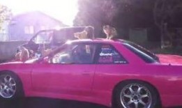 保定吃瓜车,街头美食文化的独特风景线