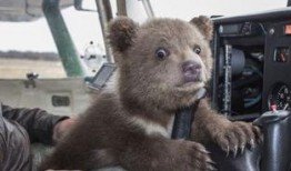 吃瓜小熊赶飞机,一场趣味横生的冒险