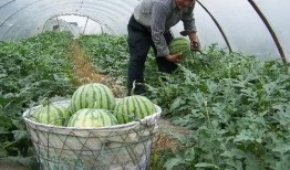 吃沙瓜还是脆瓜比较好吃,哪一种更胜一筹？