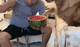 狗可以吃捧瓜吗,捧瓜是否适合宠物食用