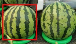 吃瓜爆料不用猜,吃瓜爆料，真相不再猜