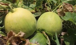 吃绿色的瓜,健康生活新选择