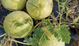 鹤山网红吃瓜,揭秘幕后故事与热门话题