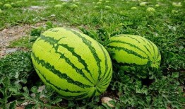 吃瓜叔叔大龙凤,揭秘娱乐圈的甜蜜风暴