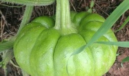 吃少瓜好处,健康生活新选择