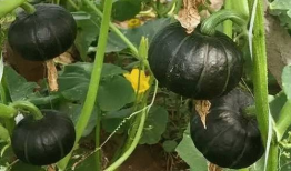 吃贝贝瓜的禁忌