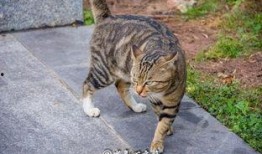 猫咪吃瓜现场,萌态百出，瓜果飘香