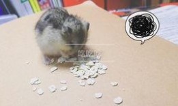 仓鼠管不管吃瓜,管不管吃瓜，营养均衡是关键